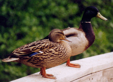 colvert.gif